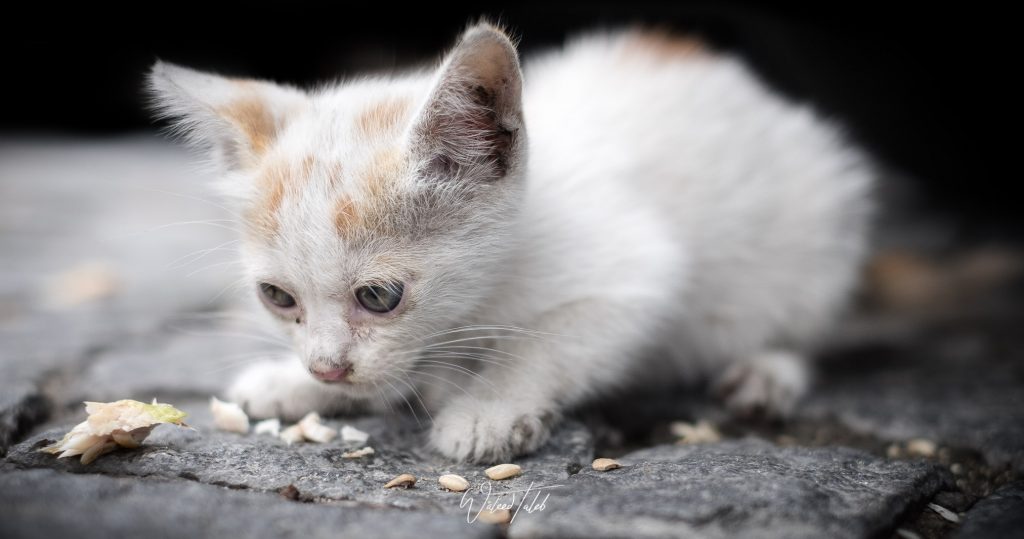 Hungry Kitten in the Street
